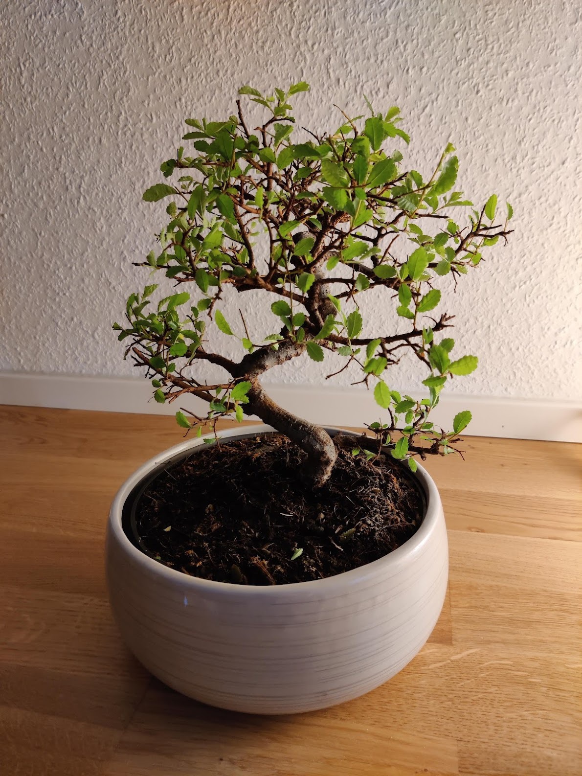 Chinese Elm