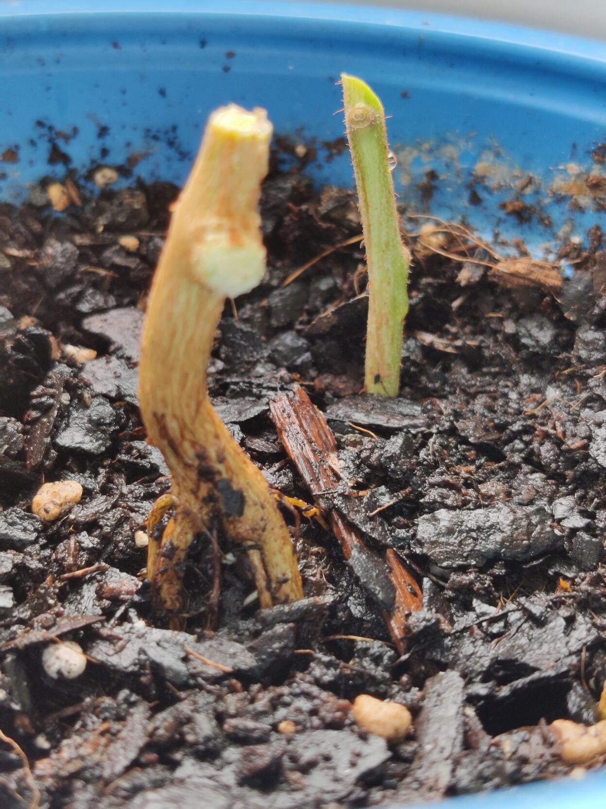 Eucalyptus after pruning